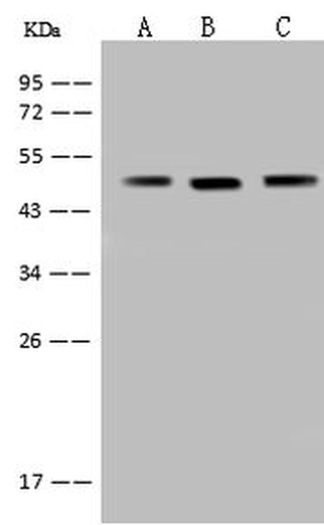 RRAGC Antibody in Western Blot (WB)
