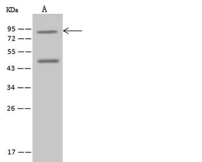 SEC14L1 Antibody in Western Blot (WB)