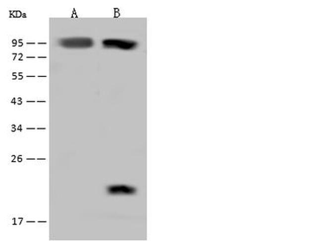 RAI16 Antibody in Western Blot (WB)