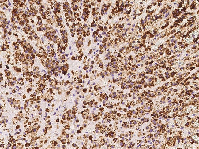 HSDL2 Antibody in Immunohistochemistry (Paraffin) (IHC (P))