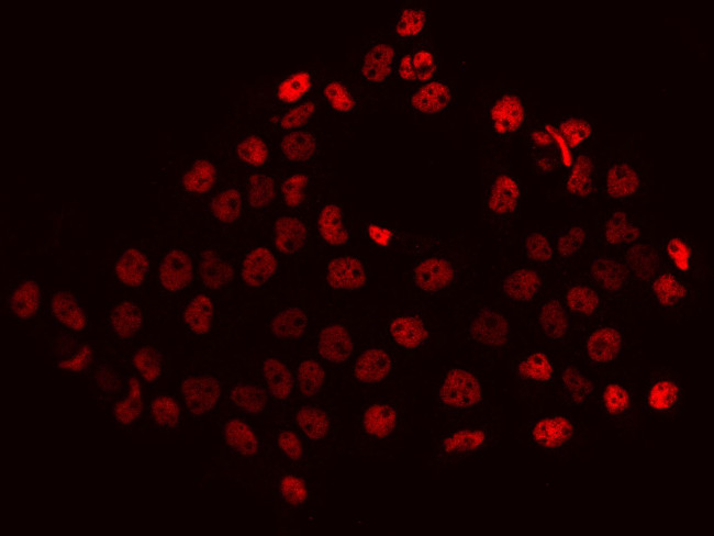 RBM14 Antibody in Immunocytochemistry (ICC/IF)