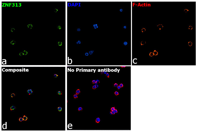 ZNF313 Antibody in Immunocytochemistry (ICC/IF)