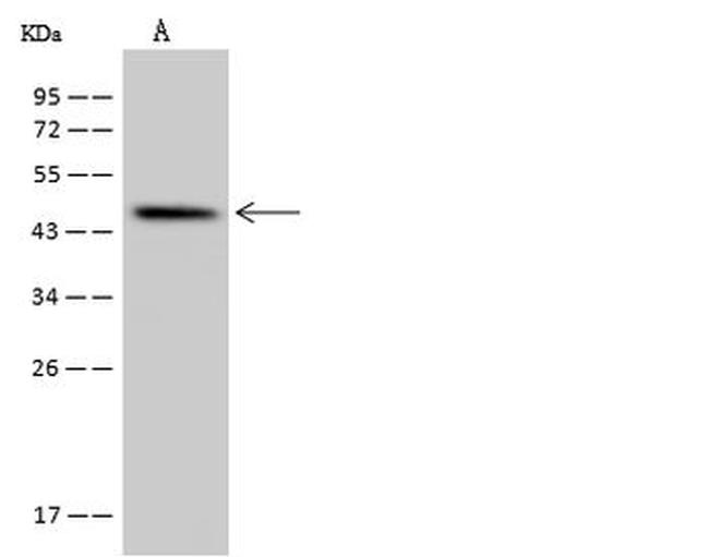 SLC35E1 Antibody in Western Blot (WB)