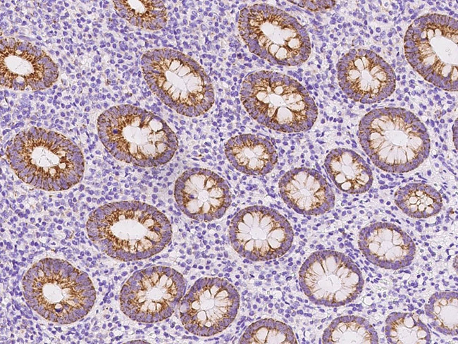 HIGD1A Antibody in Immunohistochemistry (Paraffin) (IHC (P))