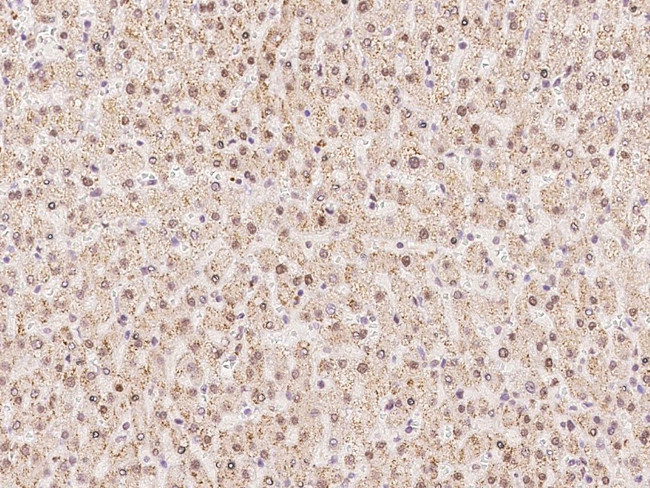 WDR4 Antibody in Immunohistochemistry (Paraffin) (IHC (P))
