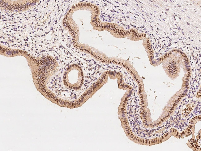 ZNF766 Antibody in Immunohistochemistry (Paraffin) (IHC (P))