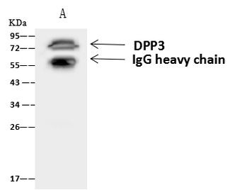 DPP3 Antibody in Immunoprecipitation (IP)