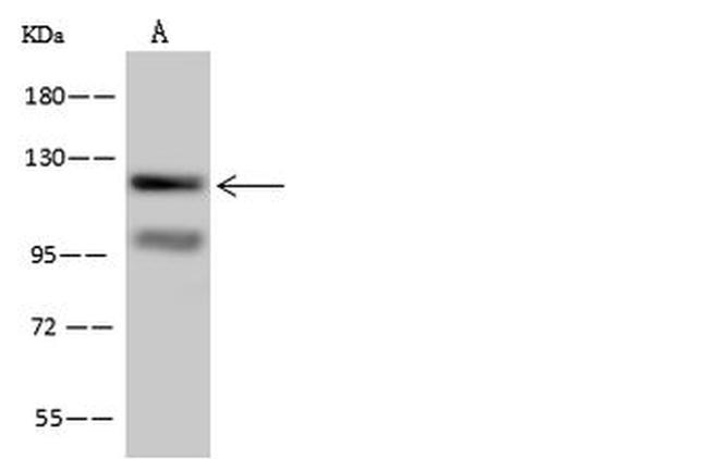 SEC24C Antibody in Western Blot (WB)