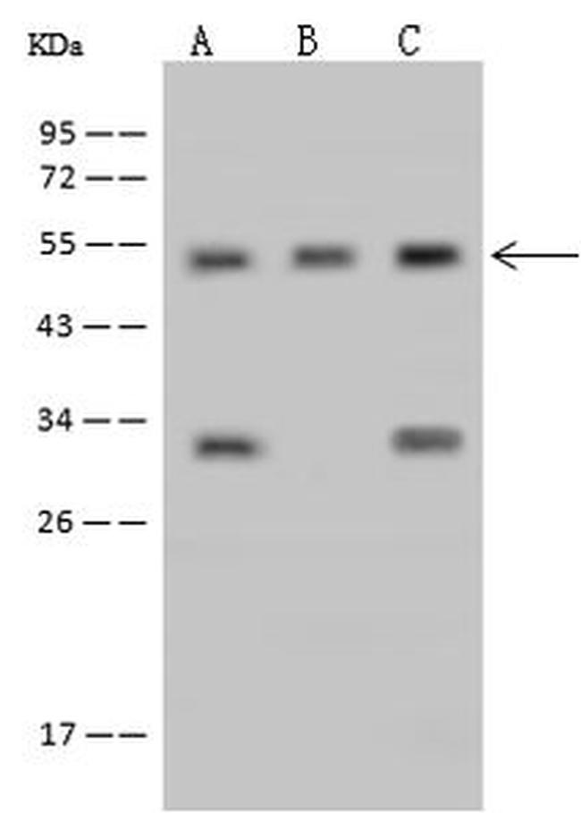 RNMTL1 Antibody in Western Blot (WB)
