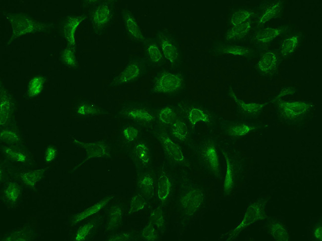 MRPS25 Antibody in Immunocytochemistry (ICC/IF)
