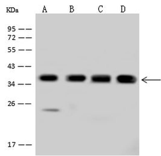 PDLIM1 Antibody in Western Blot (WB)