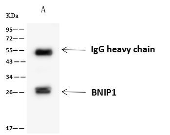 BNIP1 Antibody in Immunoprecipitation (IP)
