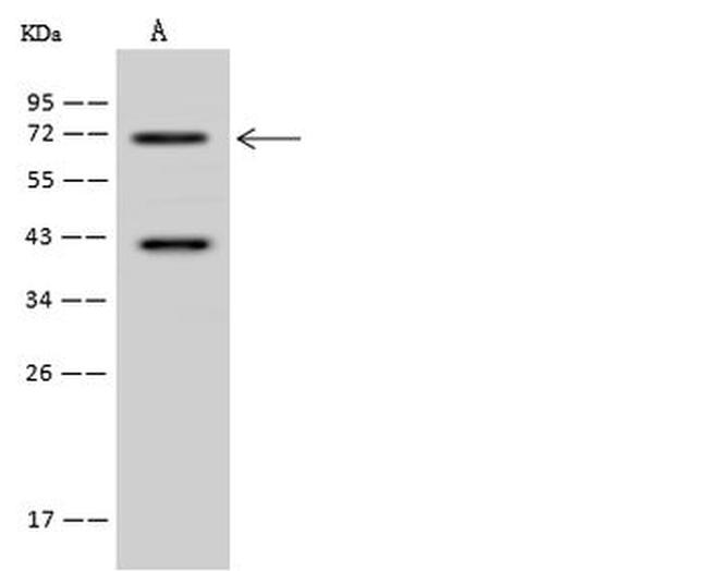ACOX3 Antibody in Western Blot (WB)