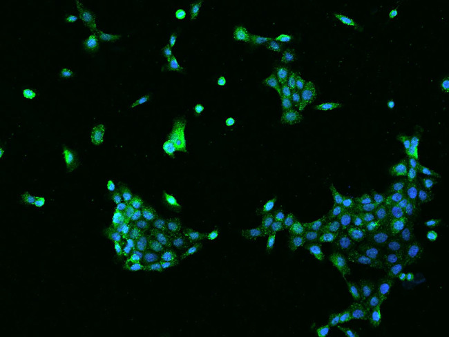 SNX3 Antibody in Immunocytochemistry (ICC/IF)