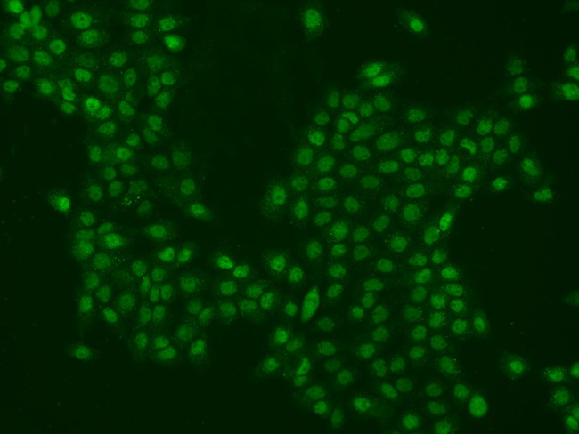 PPHLN1 Antibody in Immunocytochemistry (ICC/IF)