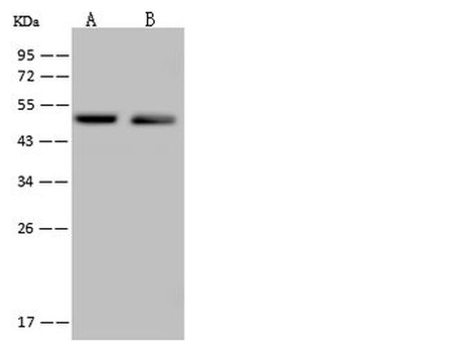 C14orf80 Antibody in Western Blot (WB)