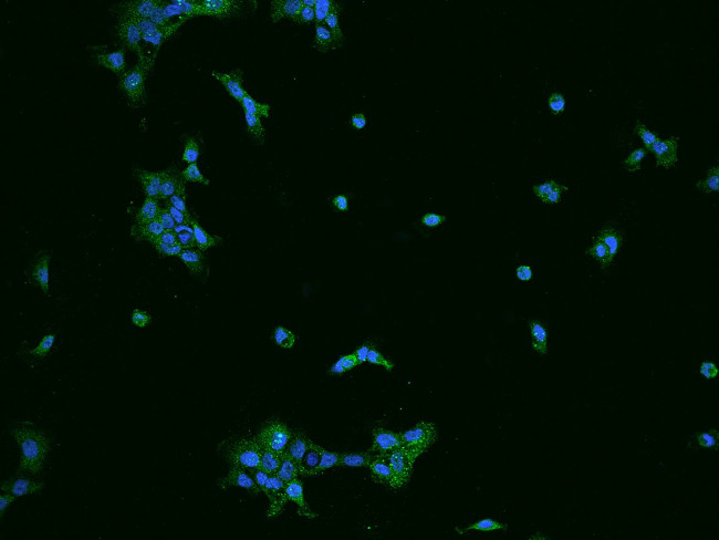 SPAG16 Antibody in Immunocytochemistry (ICC/IF)