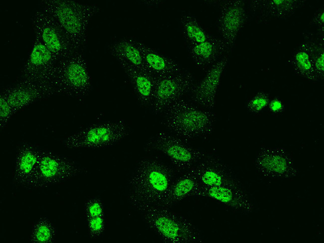 KHSRP Antibody in Immunocytochemistry (ICC/IF)