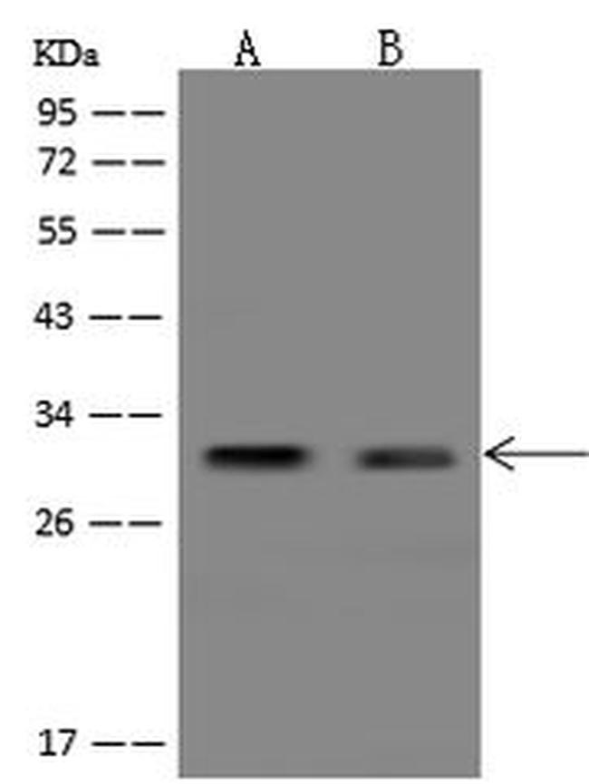 LYG2 Antibody in Western Blot (WB)