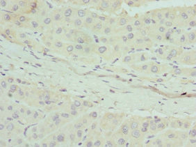 Apolipoprotein M Antibody in Immunohistochemistry (Paraffin) (IHC (P))