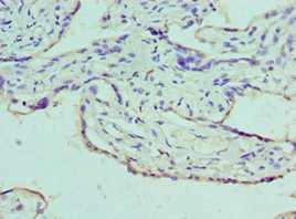 Azurocidin Antibody in Immunohistochemistry (Paraffin) (IHC (P))