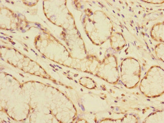 CEACAM4 Antibody in Immunohistochemistry (Paraffin) (IHC (P))