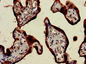 CSH2 Antibody in Immunohistochemistry (Paraffin) (IHC (P))