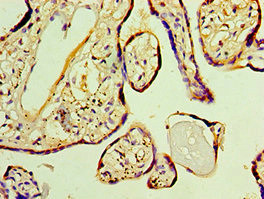 FKBP2 Antibody in Immunohistochemistry (Paraffin) (IHC (P))