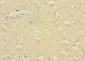 GADD45G Antibody in Immunohistochemistry (Paraffin) (IHC (P))