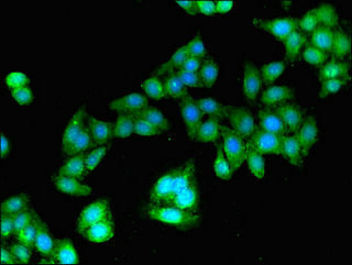 GBP2 Antibody in Immunocytochemistry (ICC/IF)