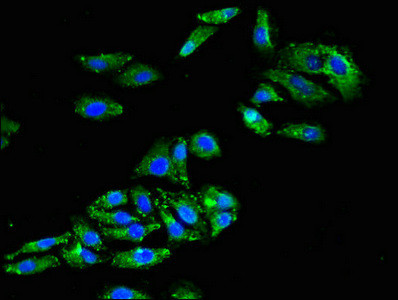 Connexin 50 Antibody in Immunocytochemistry (ICC/IF)