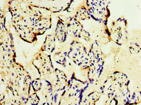 GOSR1 Antibody in Immunohistochemistry (Paraffin) (IHC (P))