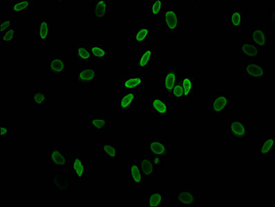 Acetyl-Histone H2A.Z (Lys11) Antibody in Immunocytochemistry (ICC/IF)