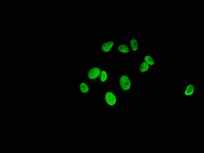 Mono-Methyl-Histone H1.2 (Lys186) Antibody in Immunocytochemistry (ICC/IF)