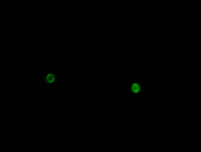 Phospho-Histone H1.3 (Thr146) Antibody in Immunocytochemistry (ICC/IF)