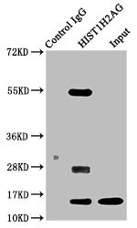 Acetyl-Histone Macro-H2A.1 (Lys13) Antibody in Immunoprecipitation (IP)