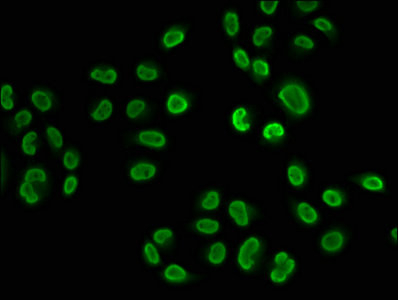 2-hydroxyisobutyryl-Histone H2B (Lys108) Antibody in Immunocytochemistry (ICC/IF)