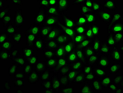 2-hydroxyisobutyryl-Histone H2B (Lys20) Antibody in Immunocytochemistry (ICC/IF)