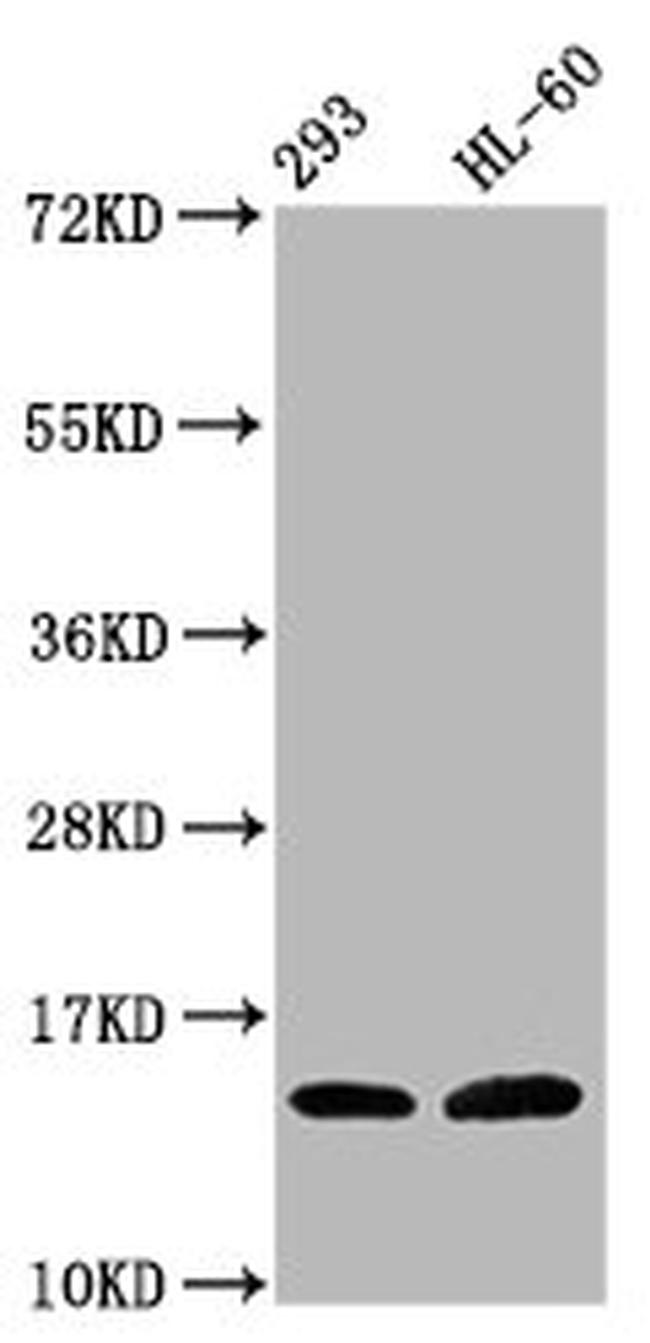 Hydroxyl-Histone H2B (Tyr37) Antibody in Western Blot (WB)