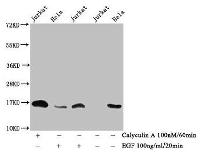 Phospho-Histone H3 (Thr3) Antibody in Western Blot (WB)