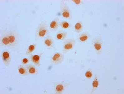 2-hydroxyisobutyryl-Histone H3 (Lys4) Antibody in Immunocytochemistry (ICC/IF)