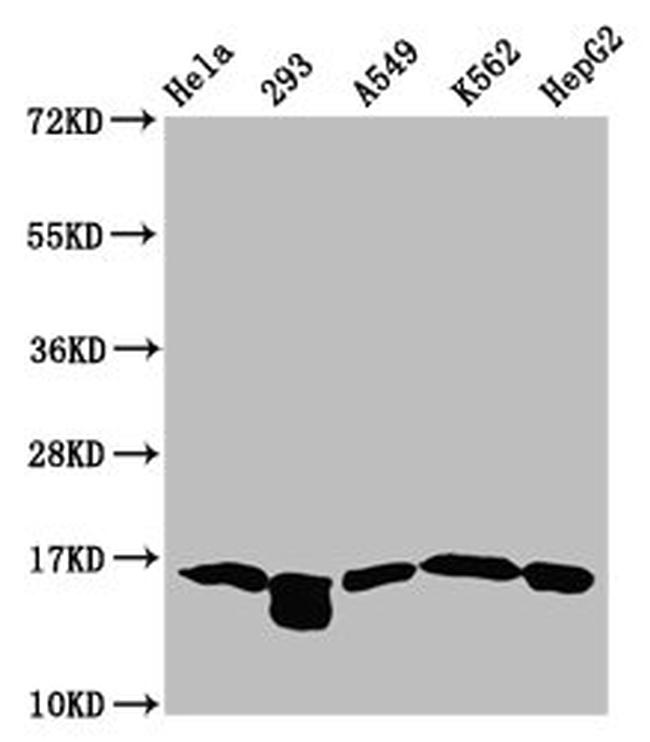 Butyryl-Histone H3 (Lys122) Antibody in Western Blot (WB)