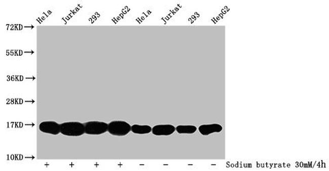 Formyl-Histone H3 (Lys122) Antibody in Western Blot (WB)