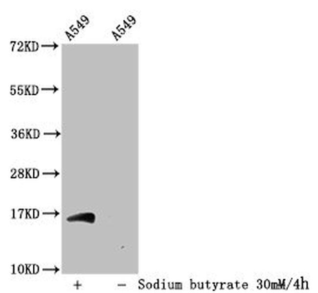 H3K56ac Antibody in Western Blot (WB)