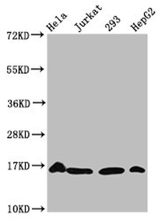 H3K56cr Antibody in Western Blot (WB)