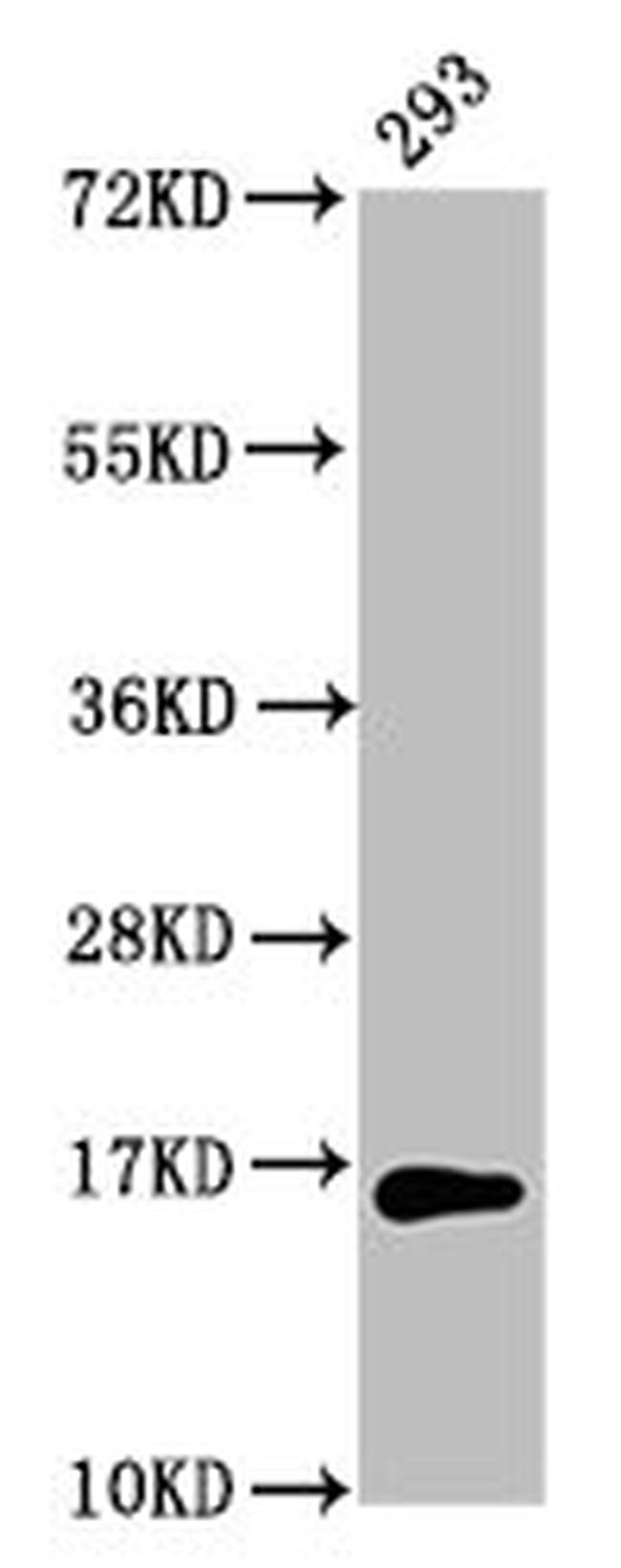 H3K64me Antibody in Western Blot (WB)