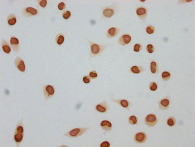 Butyryl-Histone H4 (Lys12) Antibody in Immunocytochemistry (ICC/IF)
