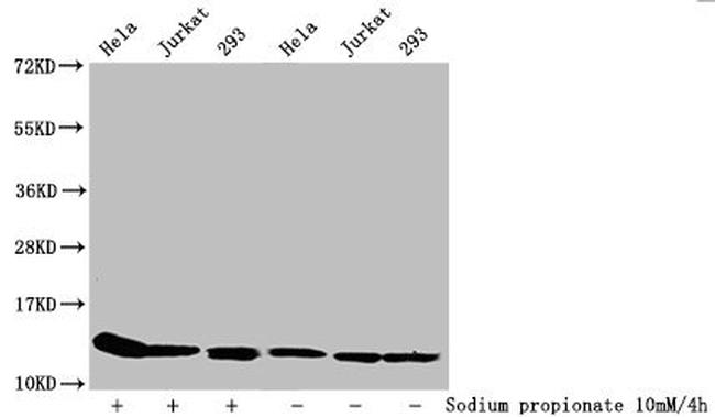 H4K31pr Antibody in Western Blot (WB)