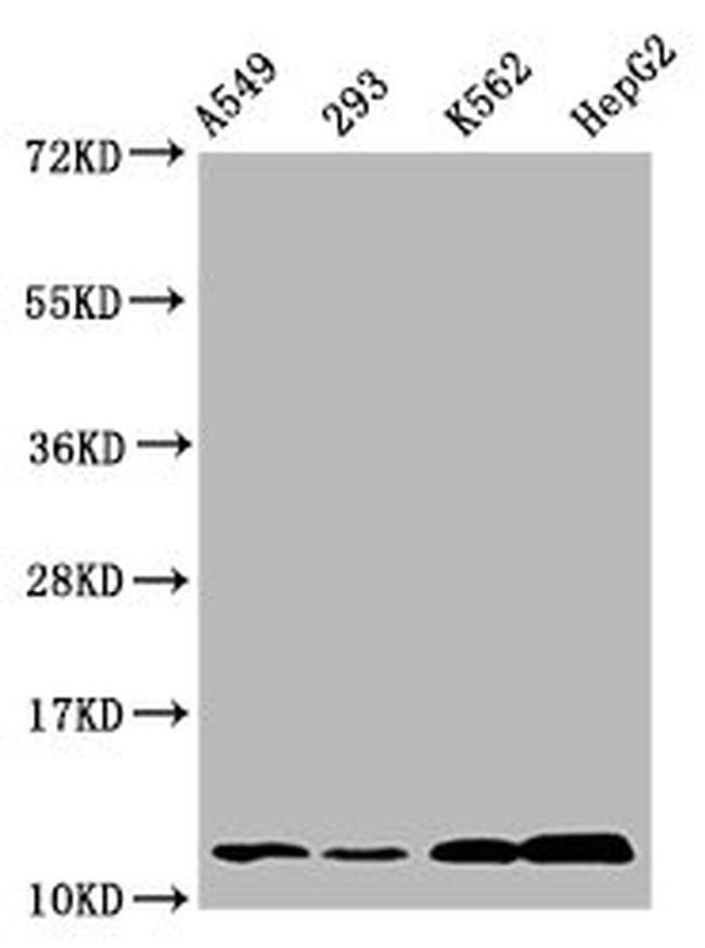 O-GlcNAcyl-Histone H4 (Ser47) Antibody in Western Blot (WB)