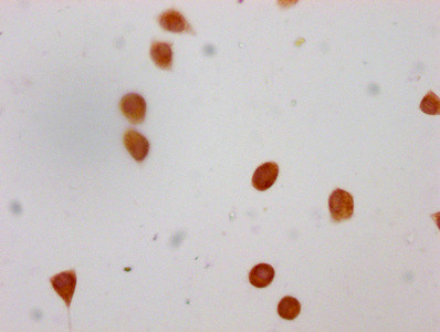 Formyl-Histone H4 (Lys79) Antibody in Immunocytochemistry (ICC/IF)
